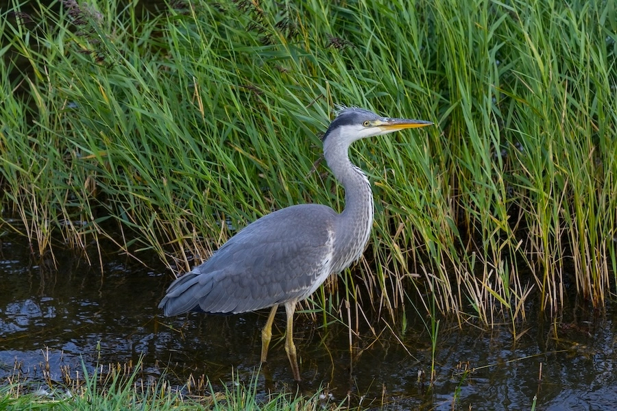 Grey Heron