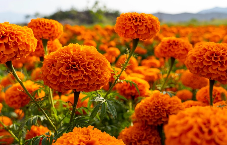 Cempasuchil Flower