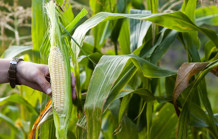 Fresh Green Corn