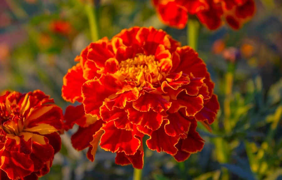 Red Marigold Flower
