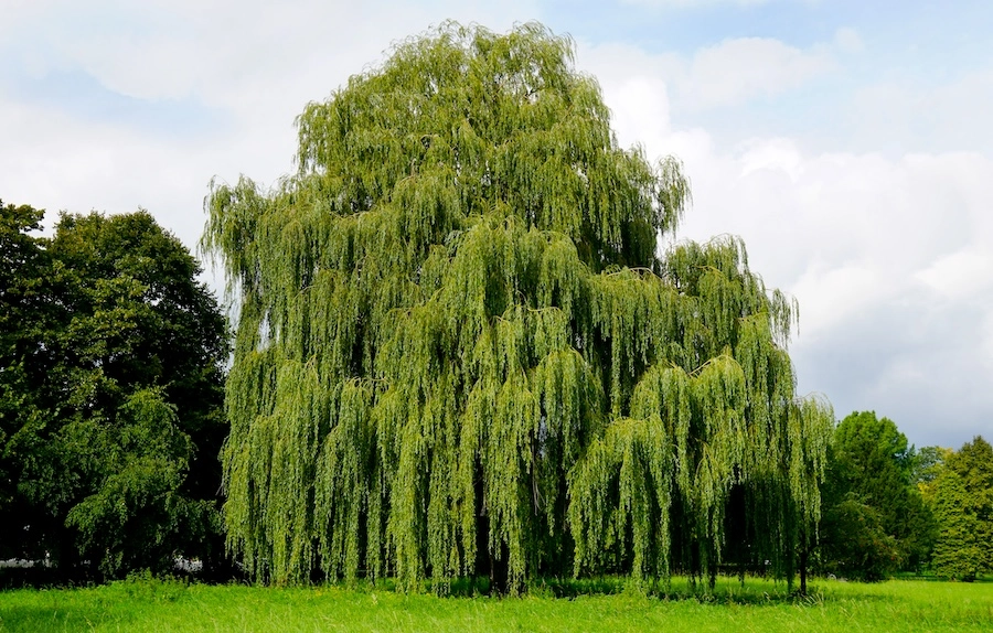 Weeping Willow Tree