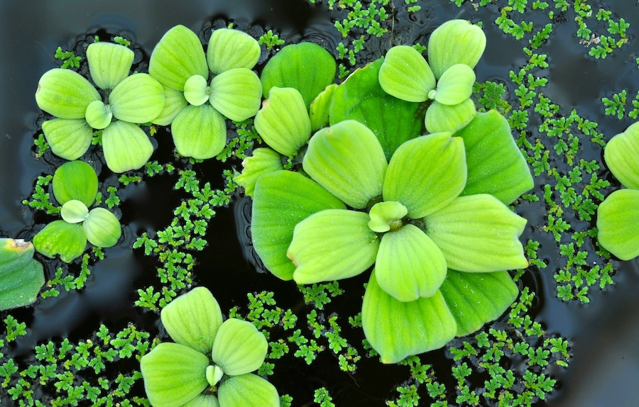 Green Water Lily