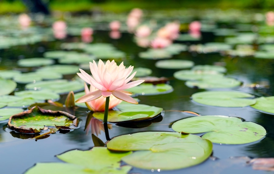 Pink Waterlily