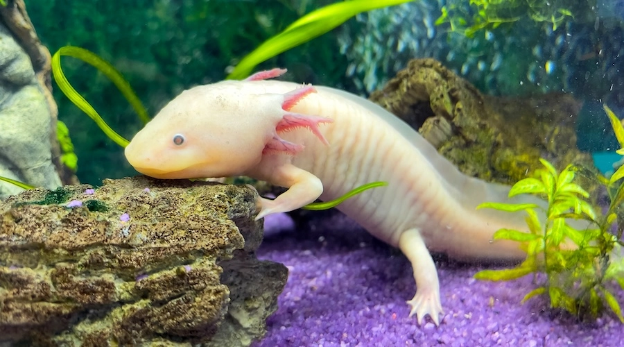 Pink Axolotl