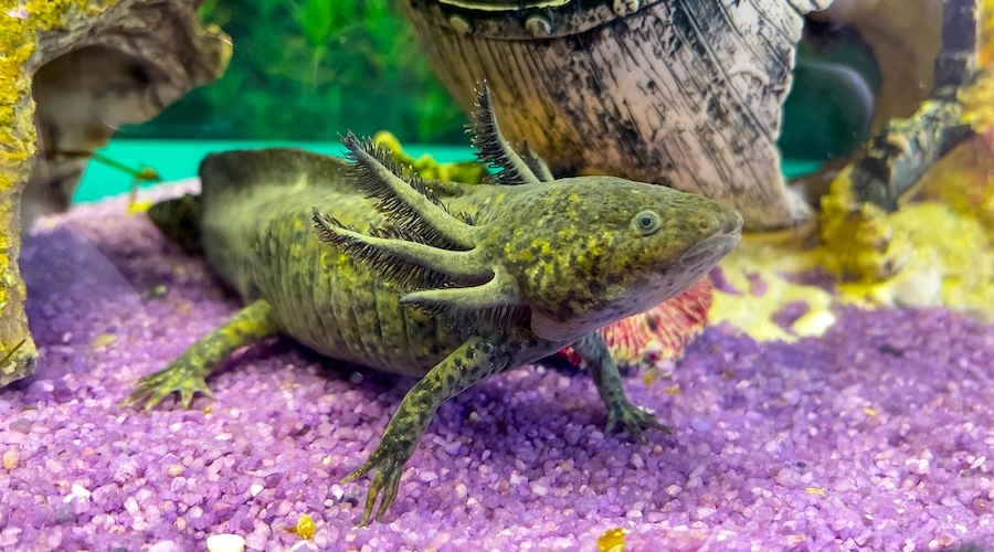 Axolotl