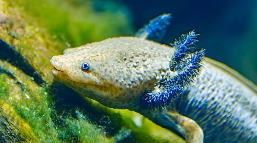 Beautiful Axolotl
