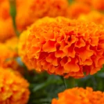 Amazing Mexican Marigold