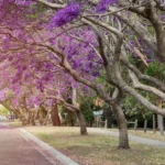 Jacaranda Tree