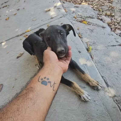 Los Perritos Teleras Jojutla