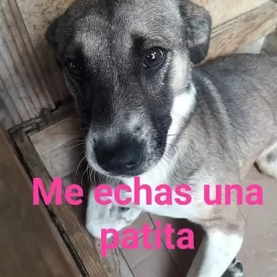 Perros Guapotes